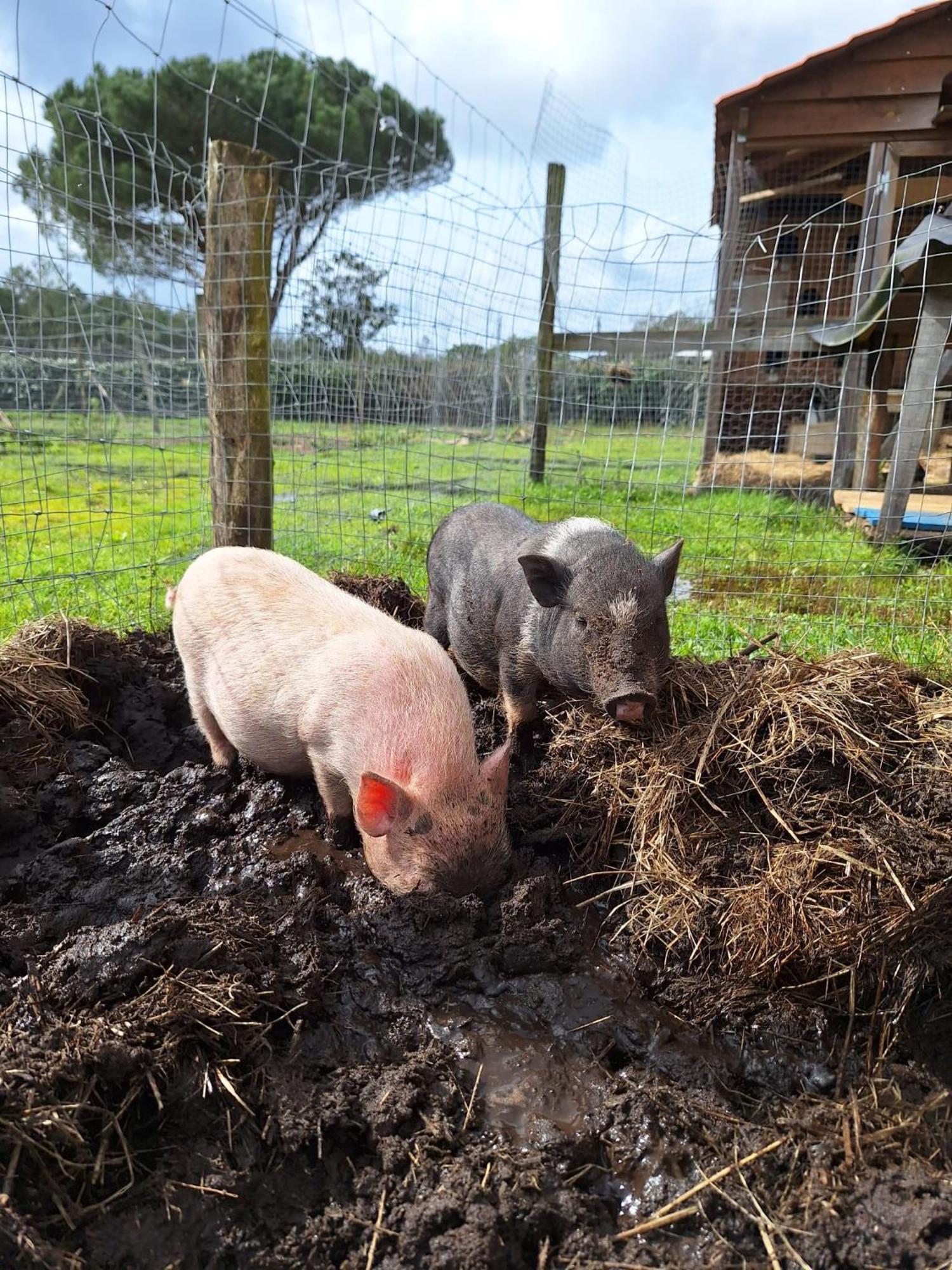 Gite - La Ferme A La Plage เลอปอร์จ ภายนอก รูปภาพ